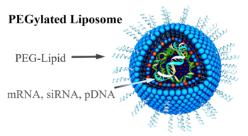 PEGylated Liposome NanoParticles